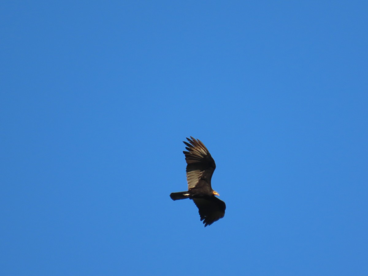 Greater Yellow-headed Vulture - ML595814651