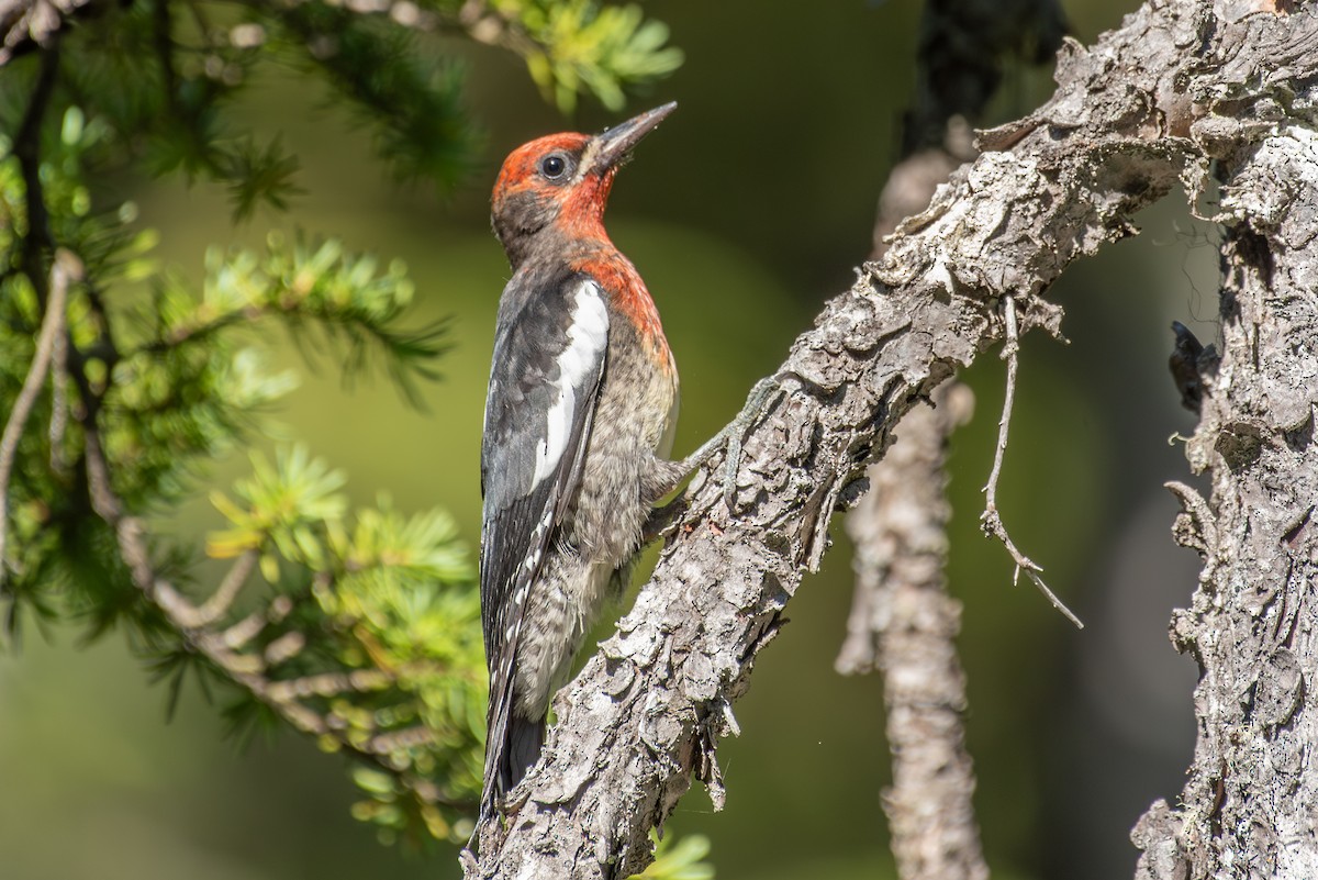 Red-breasted Sapsucker - ML595817001
