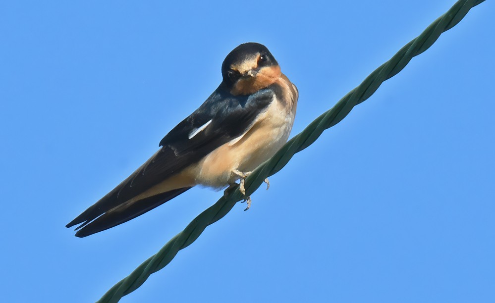 Barn Swallow - ML595819471