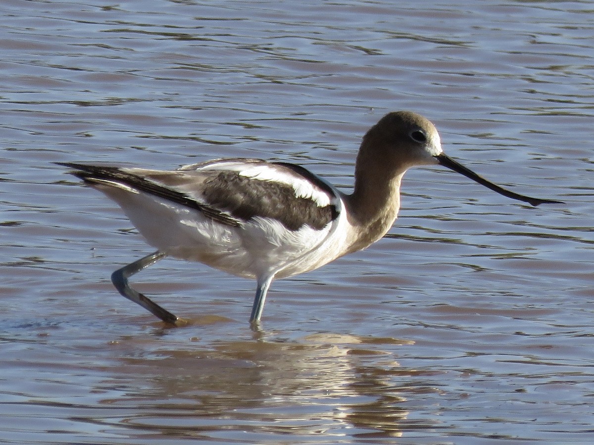 American Avocet - ML595820061