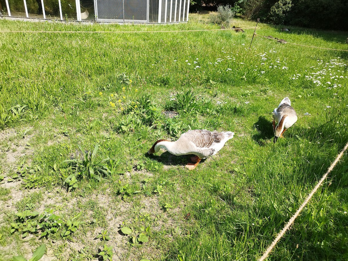 husa labutí (domestikovaná) - ML595820351