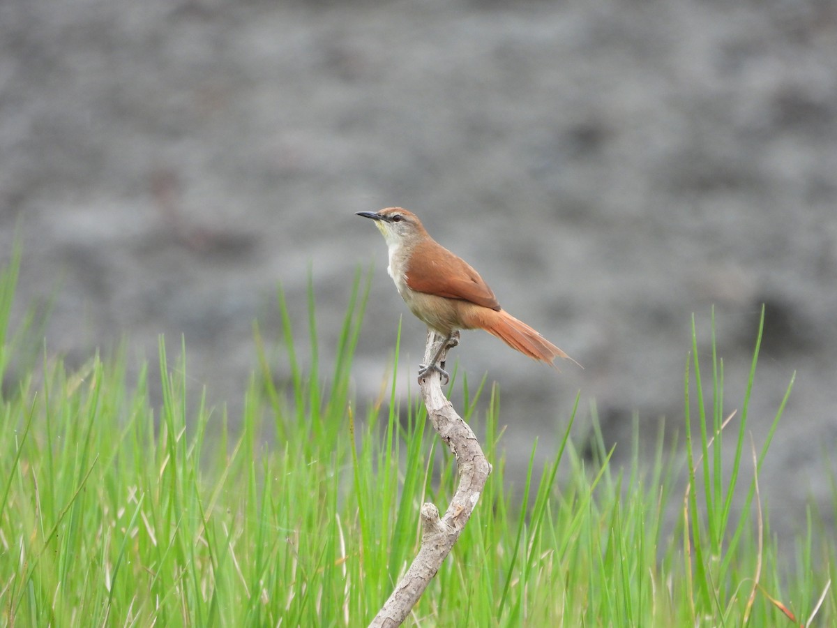 Yellow-chinned Spinetail - ML595822901