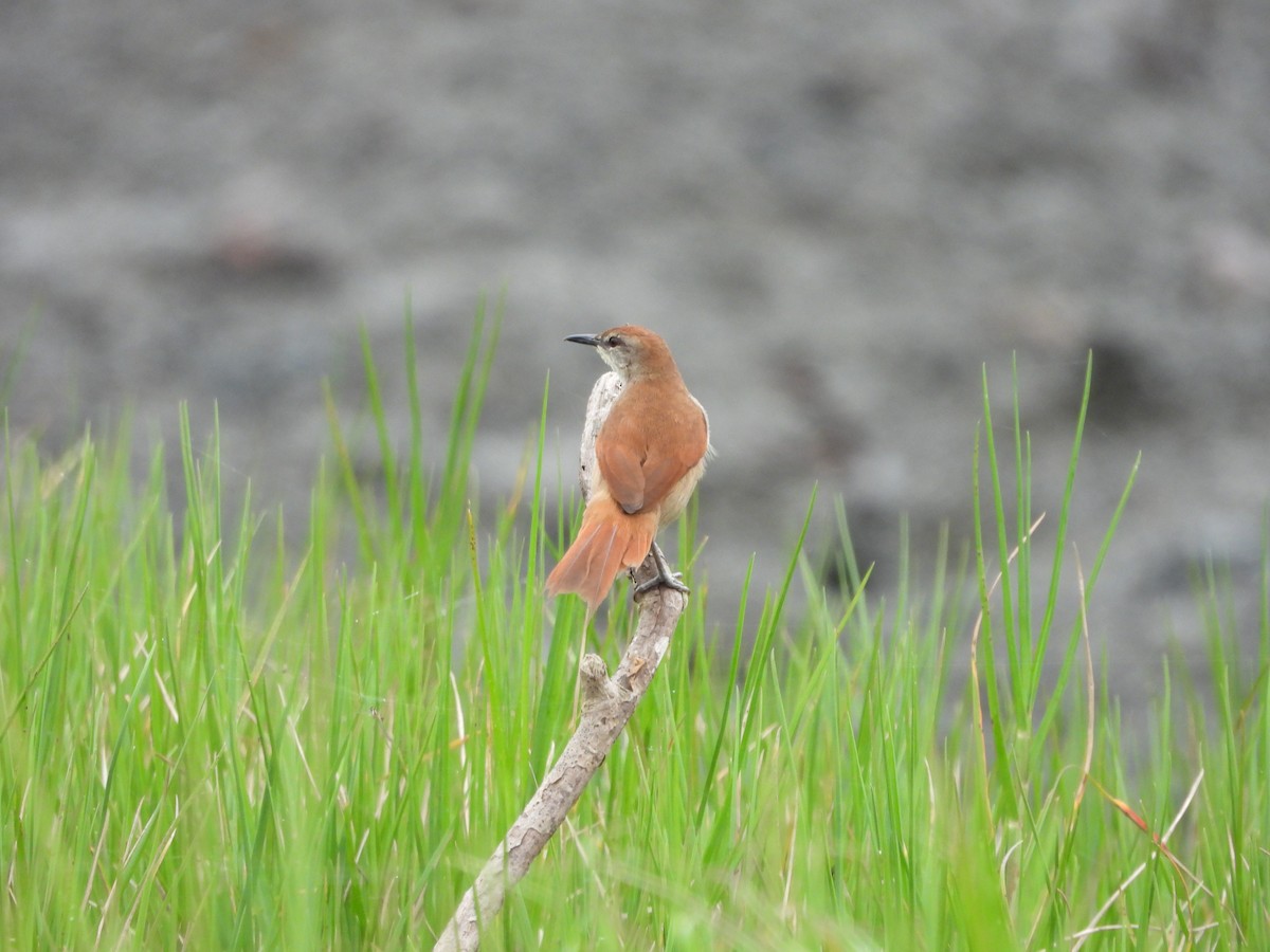 Yellow-chinned Spinetail - ML595822911