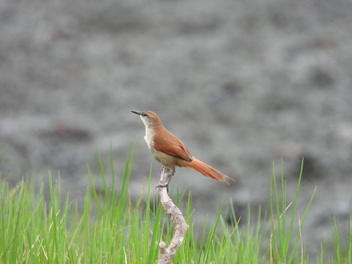 Yellow-chinned Spinetail - ML595822921