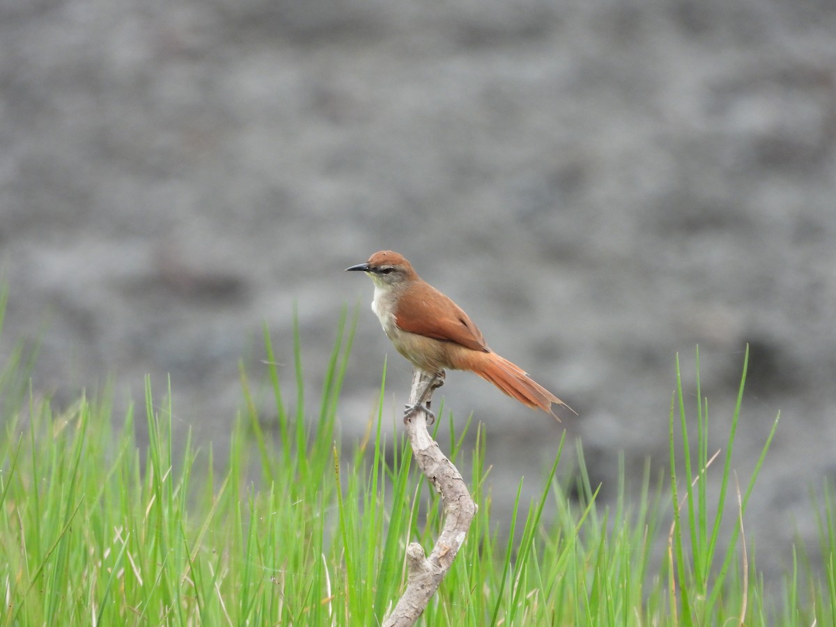 Yellow-chinned Spinetail - ML595822931