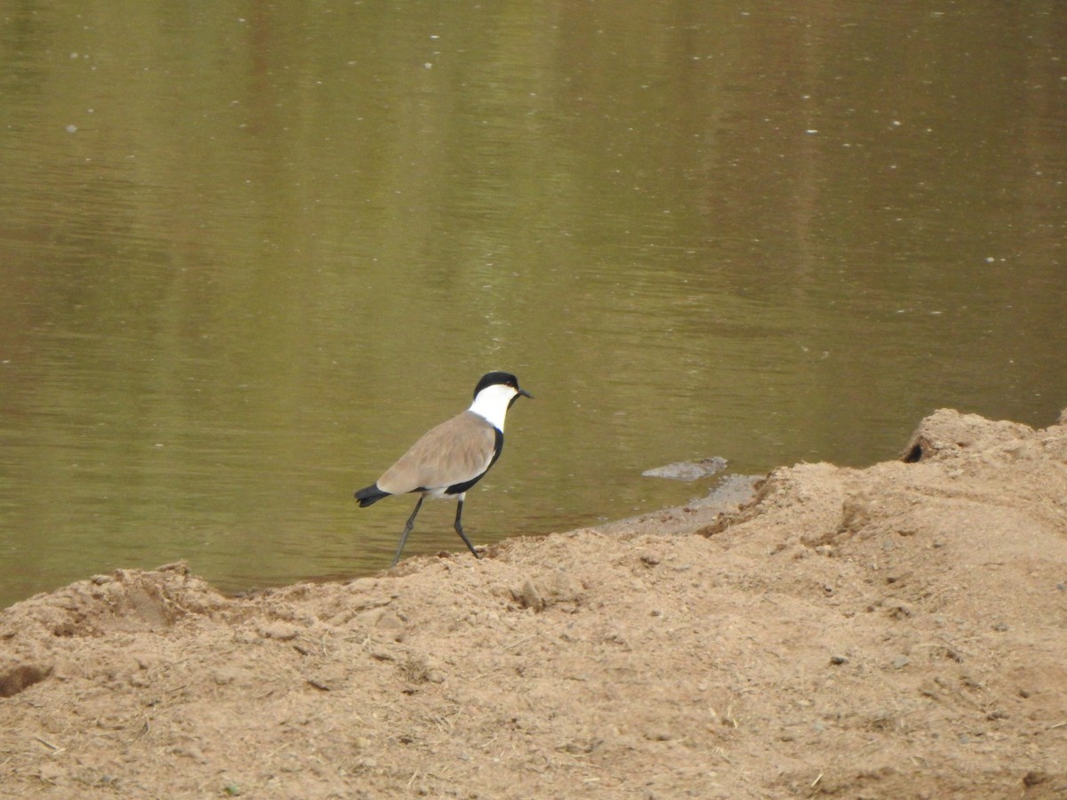 Spur-winged Lapwing - ML595822951