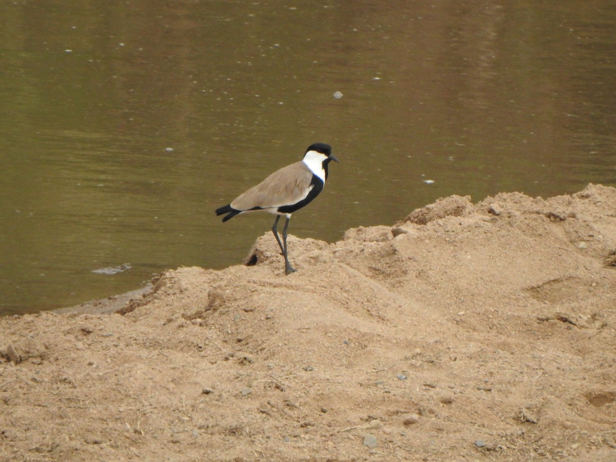 Spur-winged Lapwing - ML595822961
