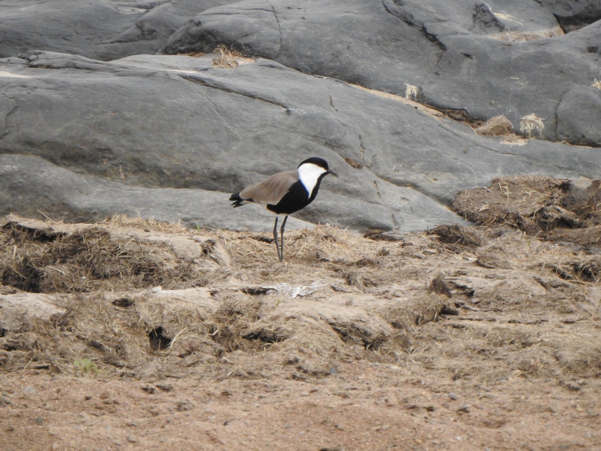 Spur-winged Lapwing - ML595823111