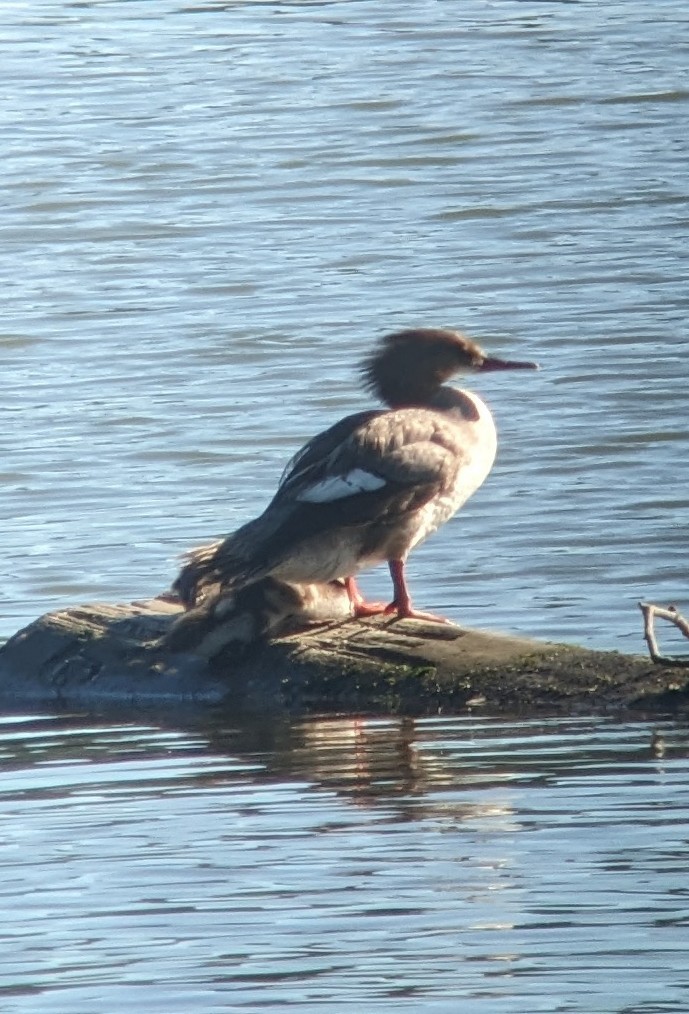 EBird Pacific Northwest Checklist 19 Jul 2023 Kennedy Creek Estuary 29 Species 1 Other Taxa