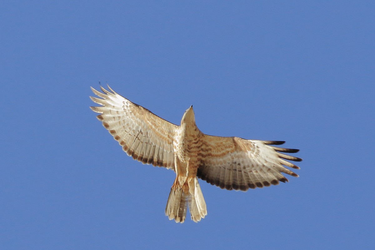 European Honey-buzzard - ML59583081