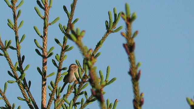 Clay-colored Sparrow - ML595834291