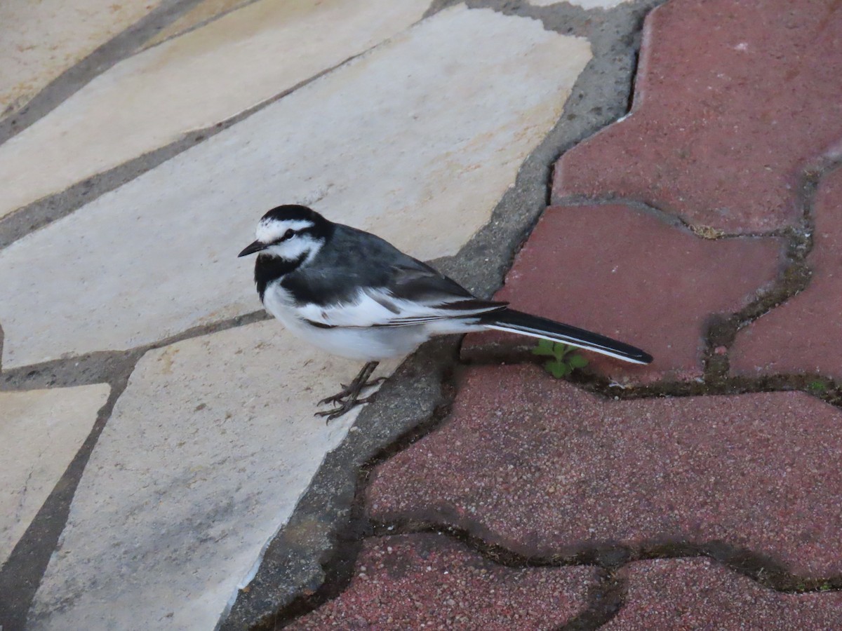 White Wagtail (Black-backed) - ML595836151