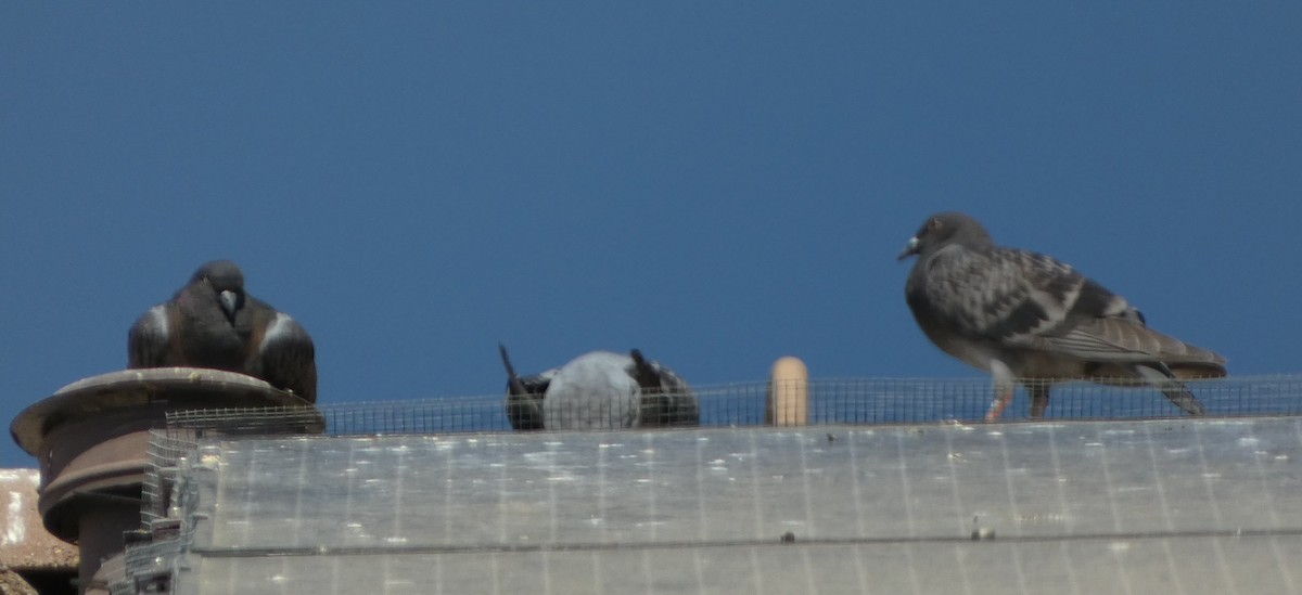 Rock Pigeon (Feral Pigeon) - ML595836261