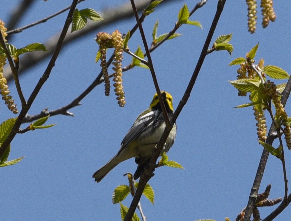 Black-throated Green Warbler - ML595836691