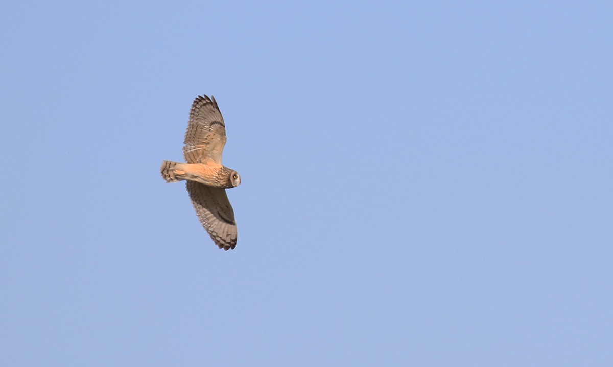 Short-eared Owl - ML595837591