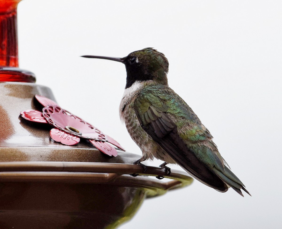 Black-chinned Hummingbird - Mark Minner-Lee 🦉
