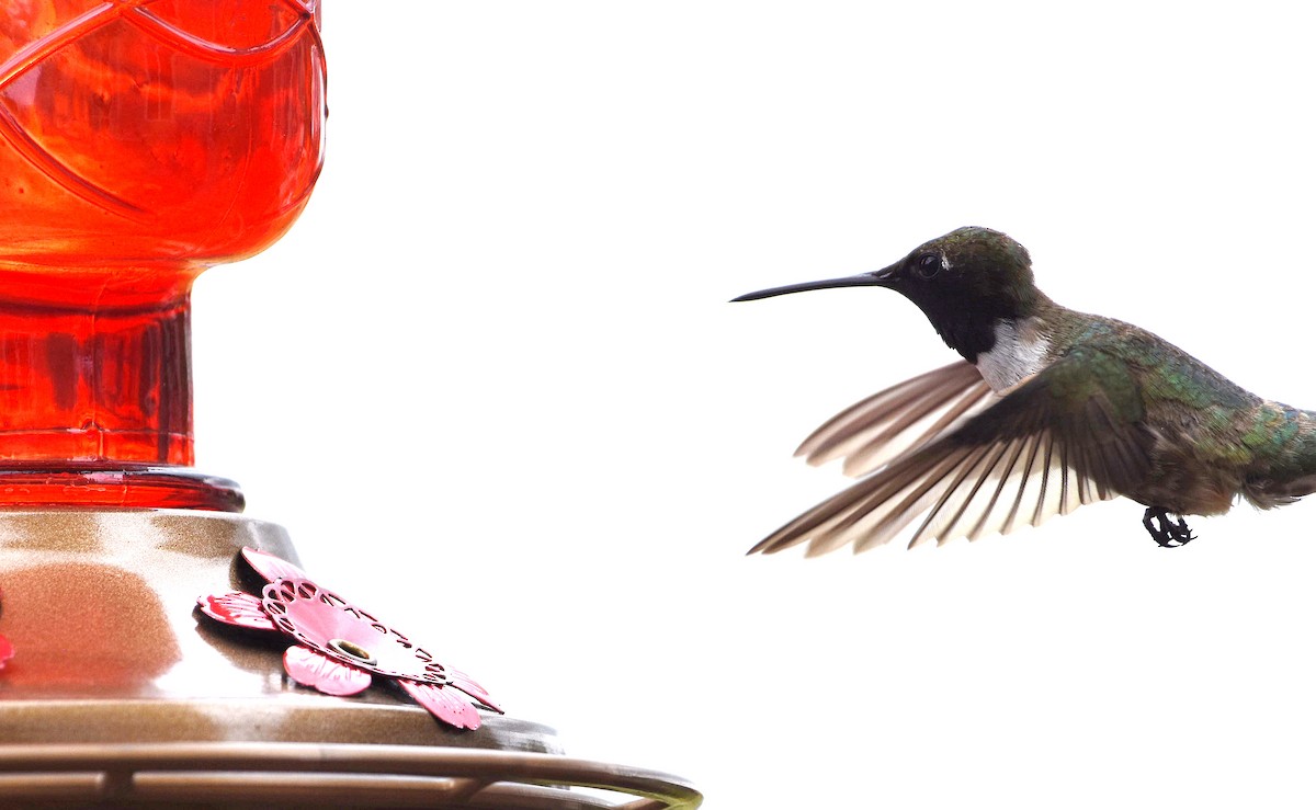 Black-chinned Hummingbird - ML595839311