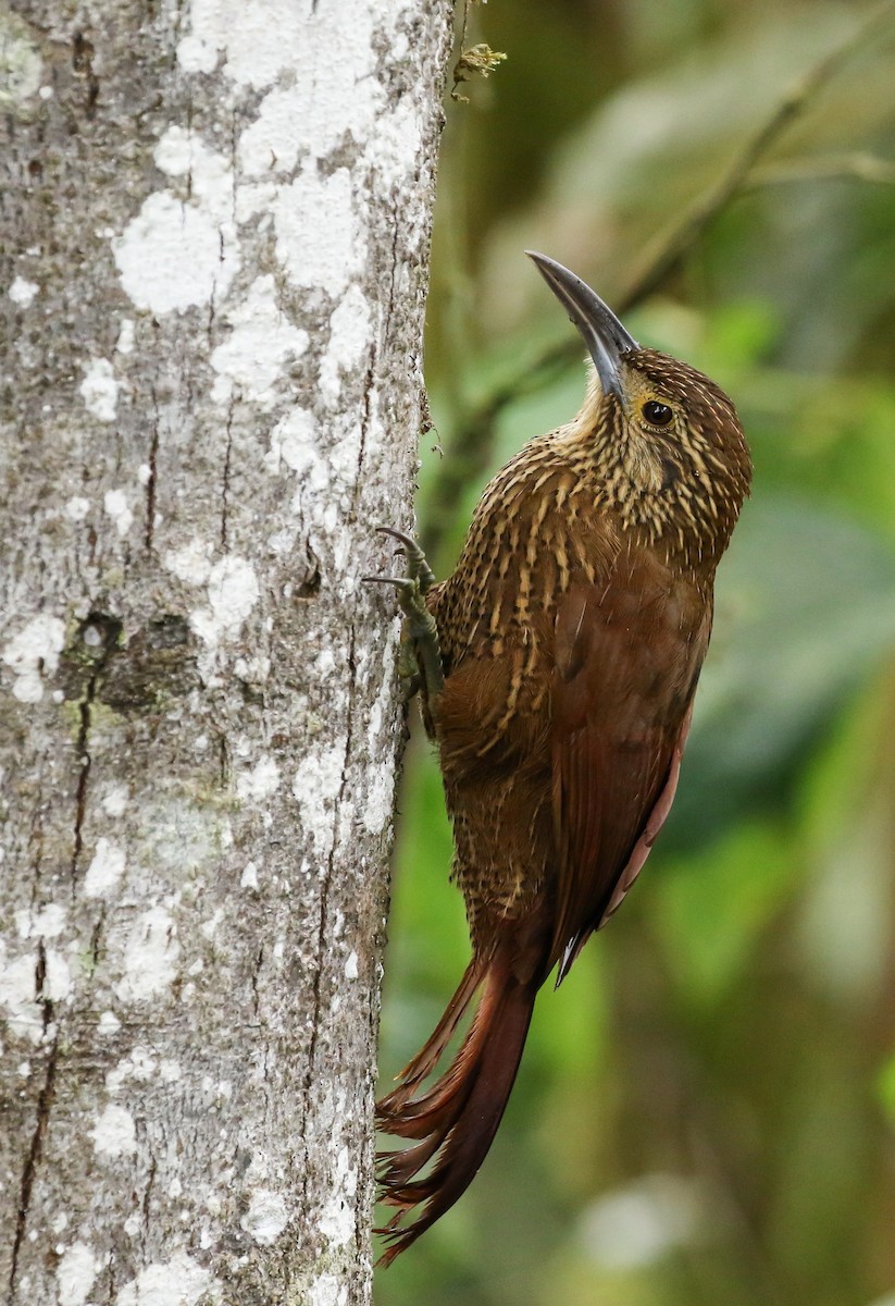 Strong-billed Woodcreeper (Andean/Northern) - Will Sweet