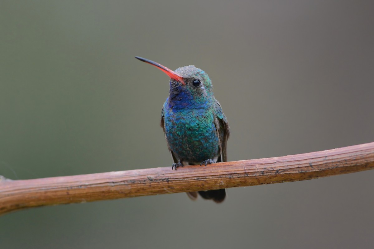 Broad-billed Hummingbird - ML595842391