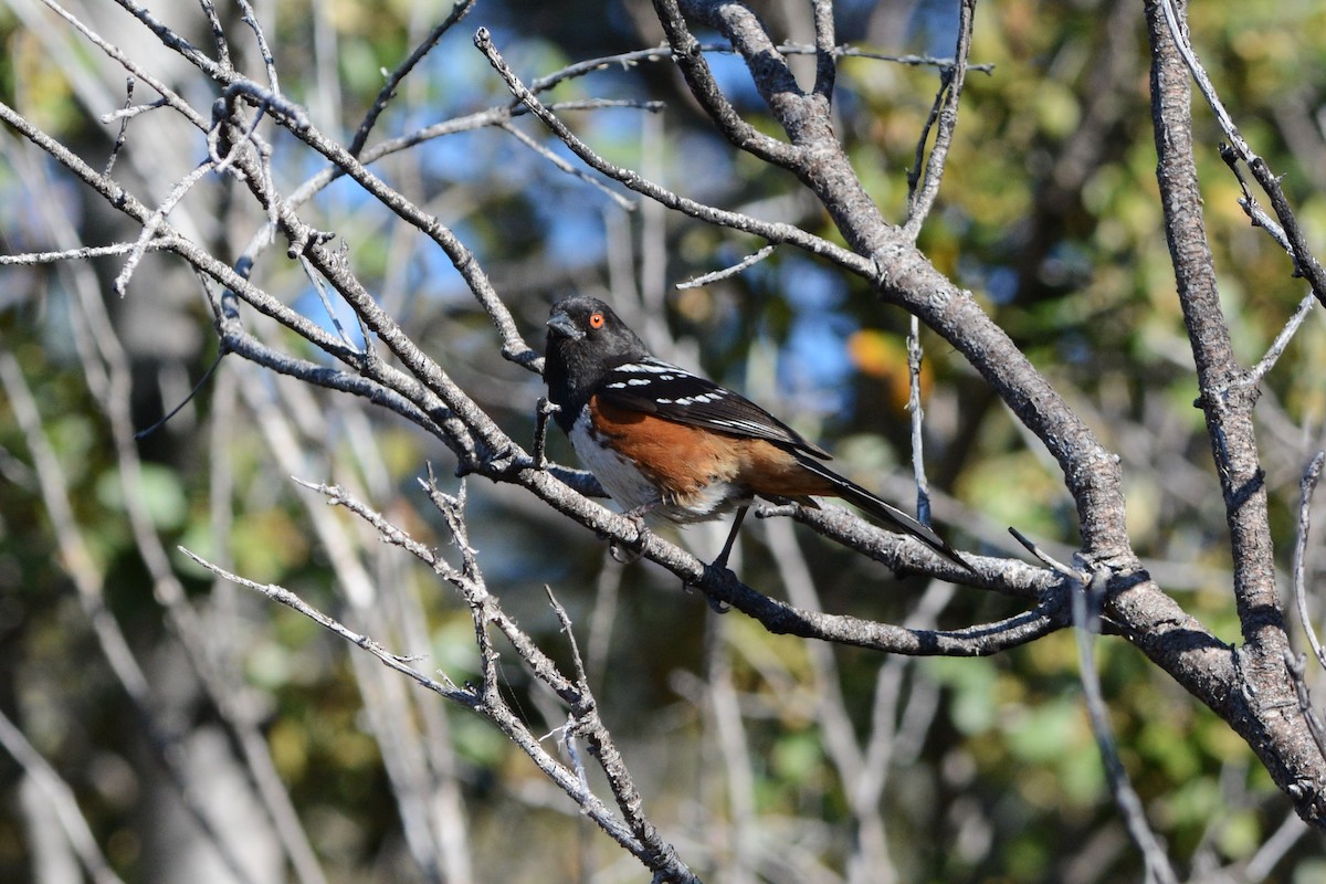 Spotted Towhee - ML595844911
