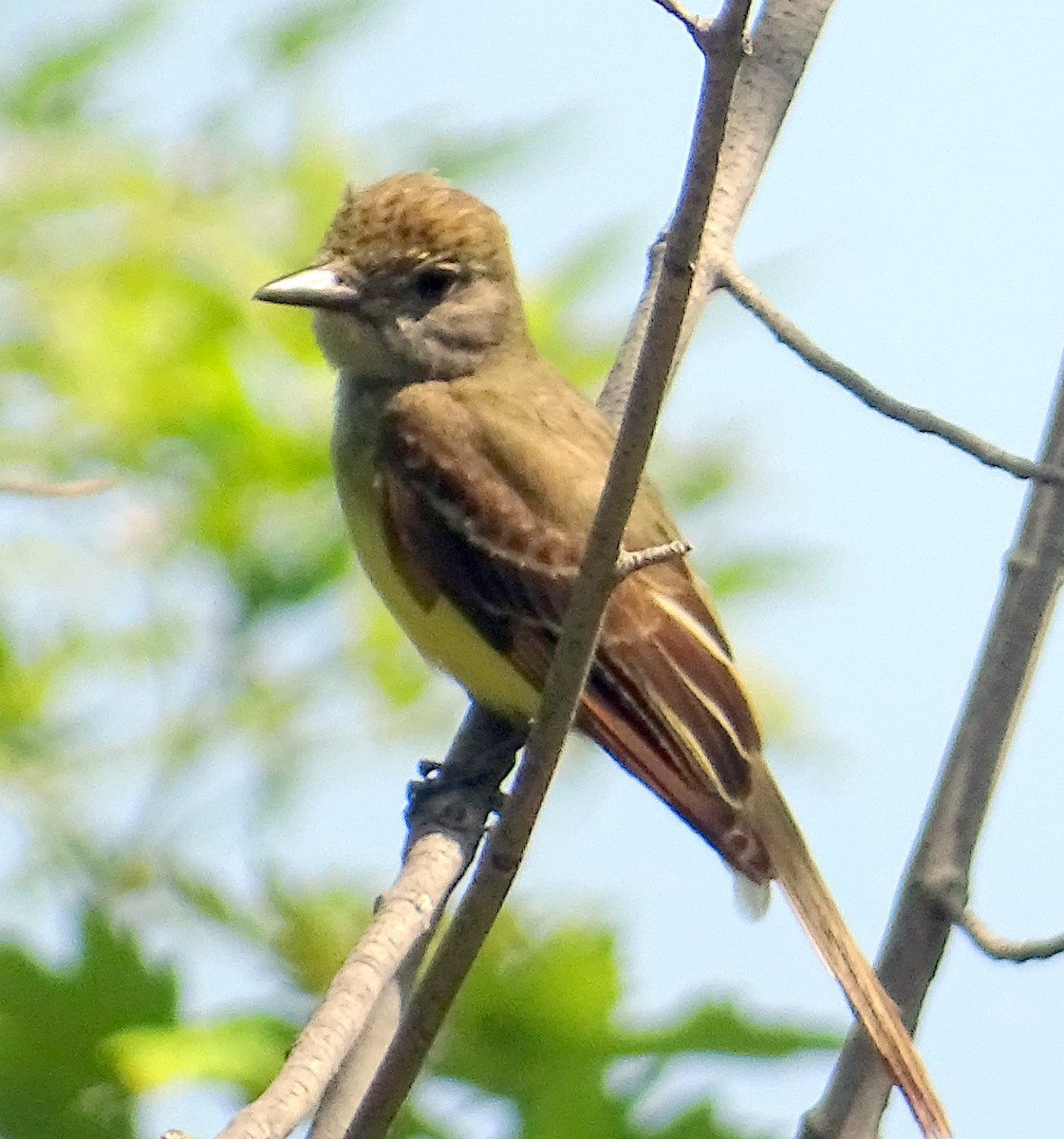 Great Crested Flycatcher - ML595844991