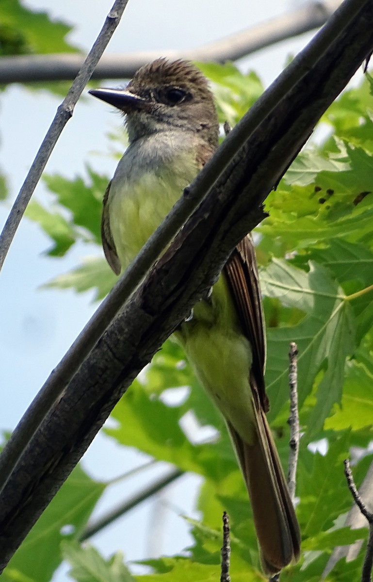Great Crested Flycatcher - ML595845001