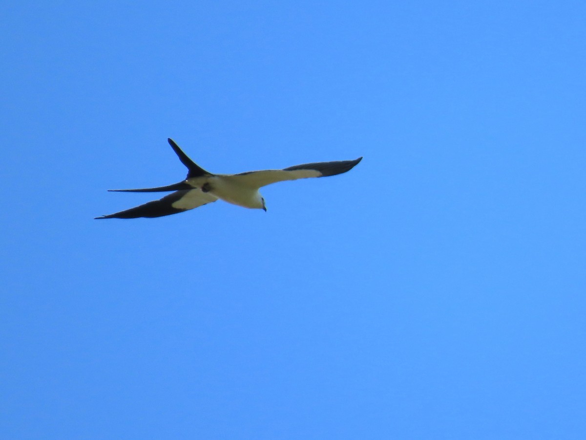 Swallow-tailed Kite - ML595846401