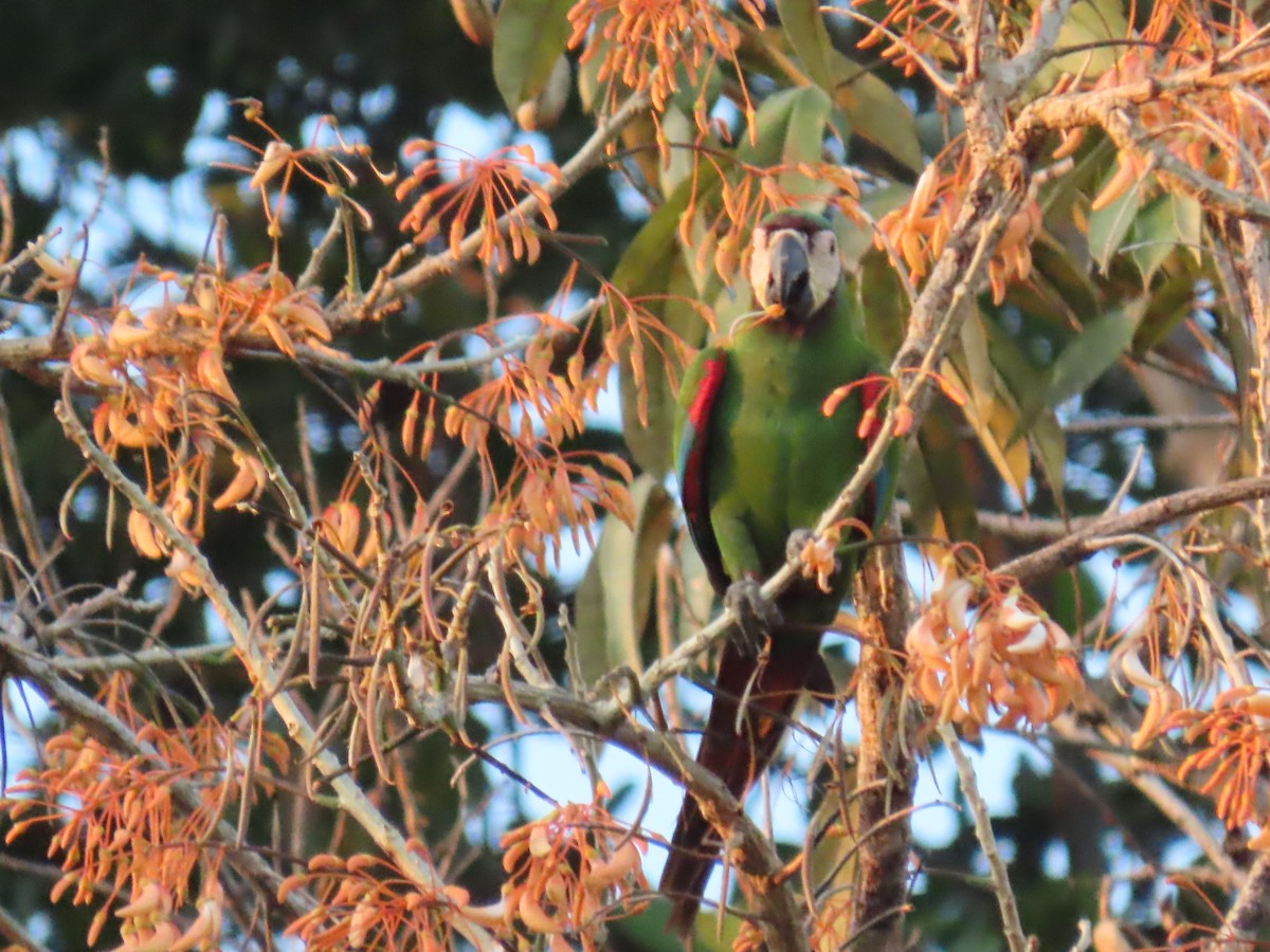Chestnut-fronted Macaw - ML595846731