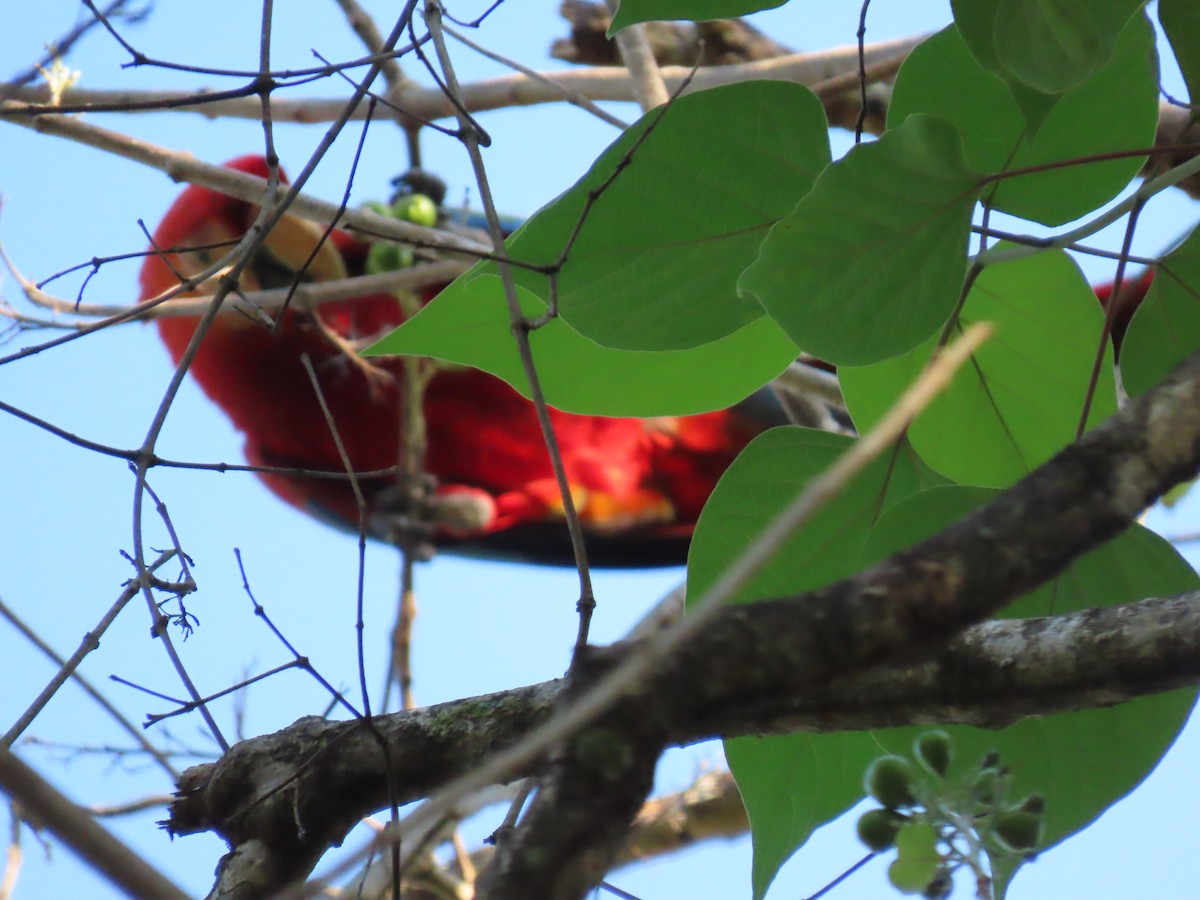 Scarlet Macaw - ML595846791