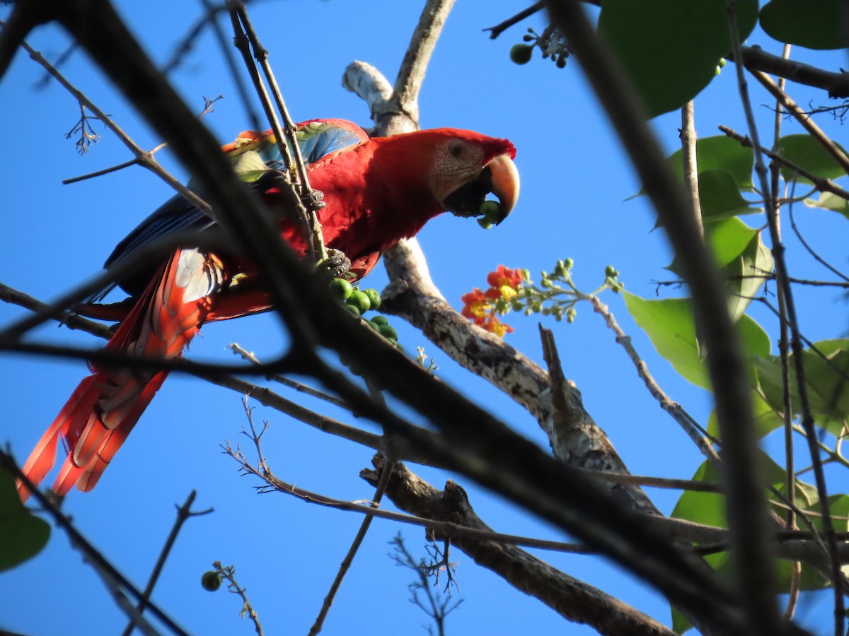 Scarlet Macaw - ML595846851