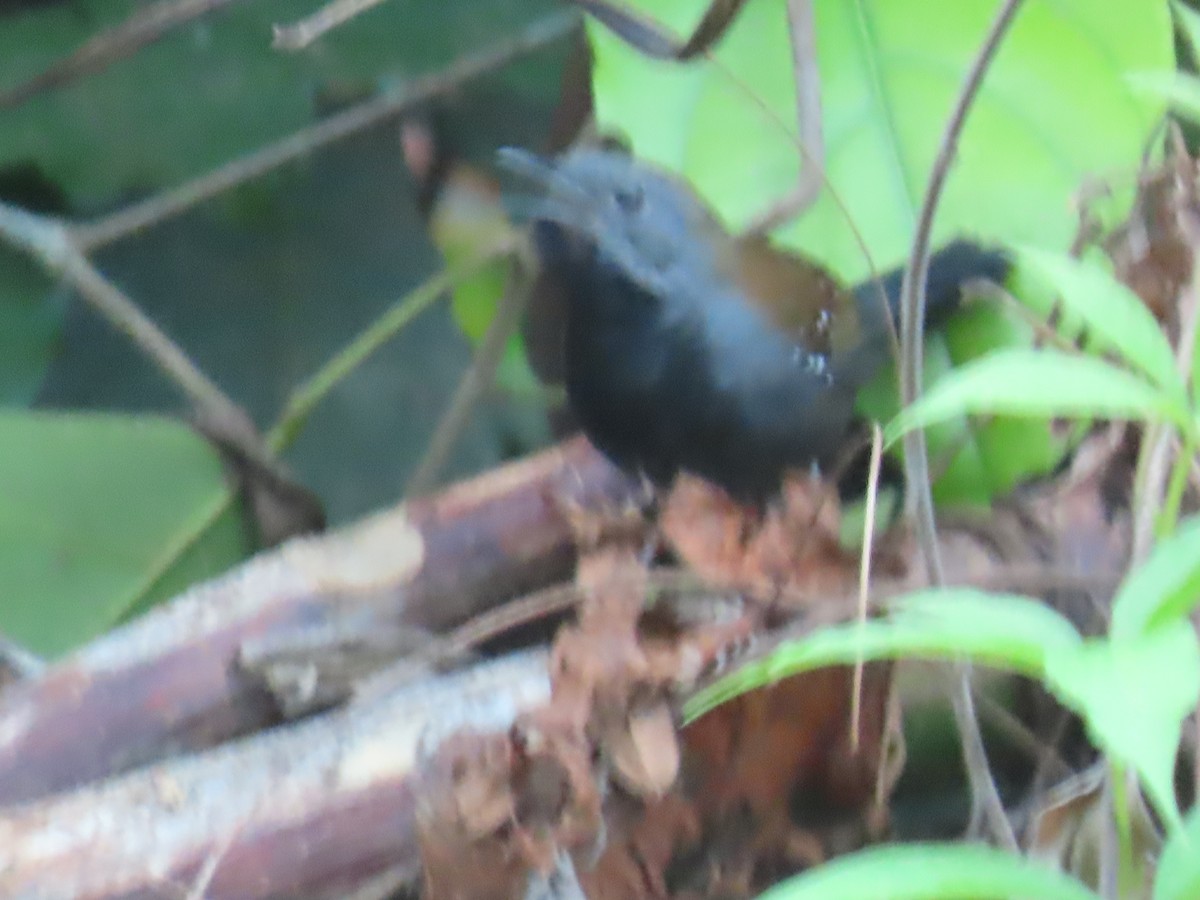 Black-throated Antbird - ML595847031