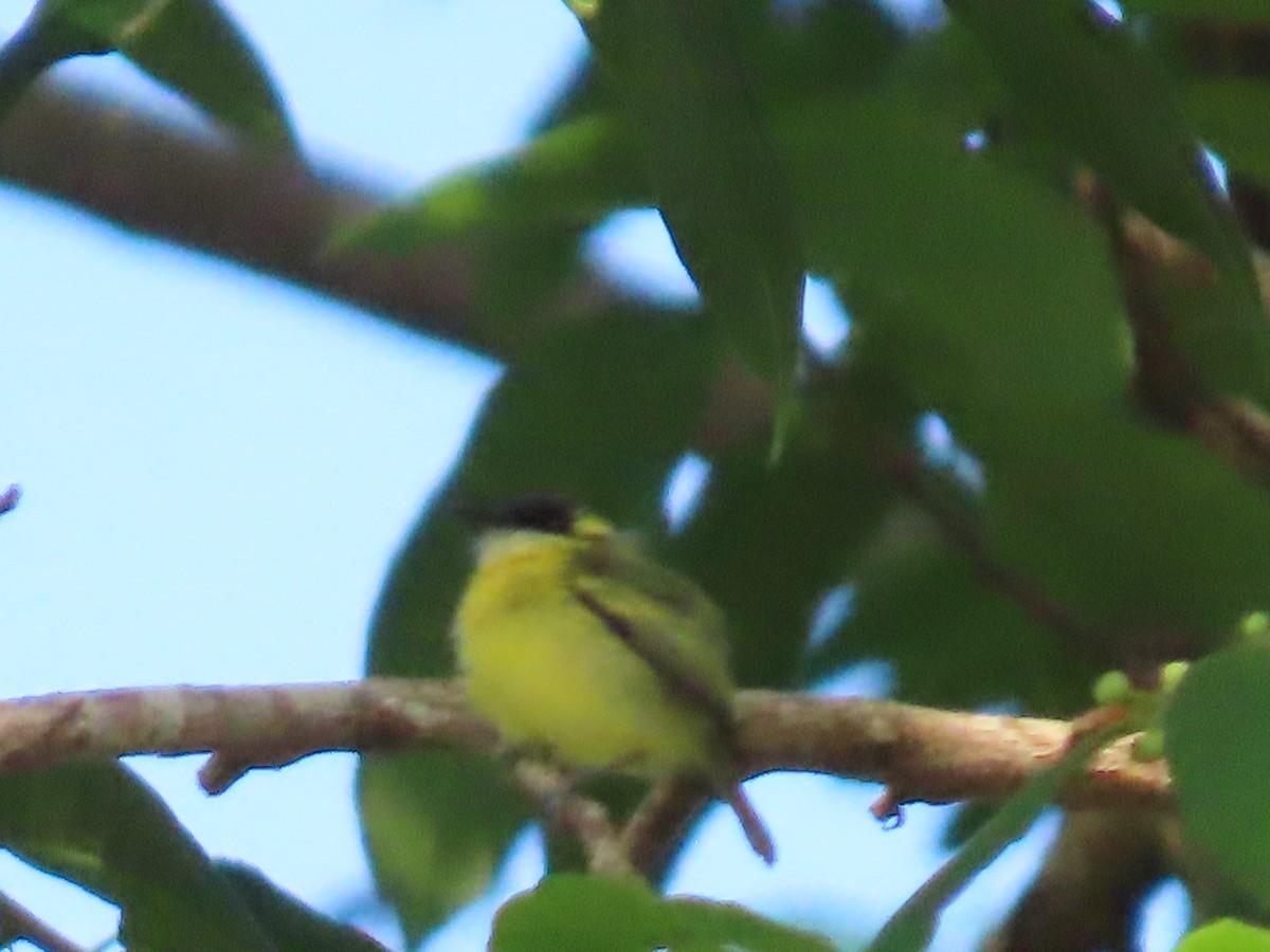 Yellow-browed Tody-Flycatcher - ML595847281