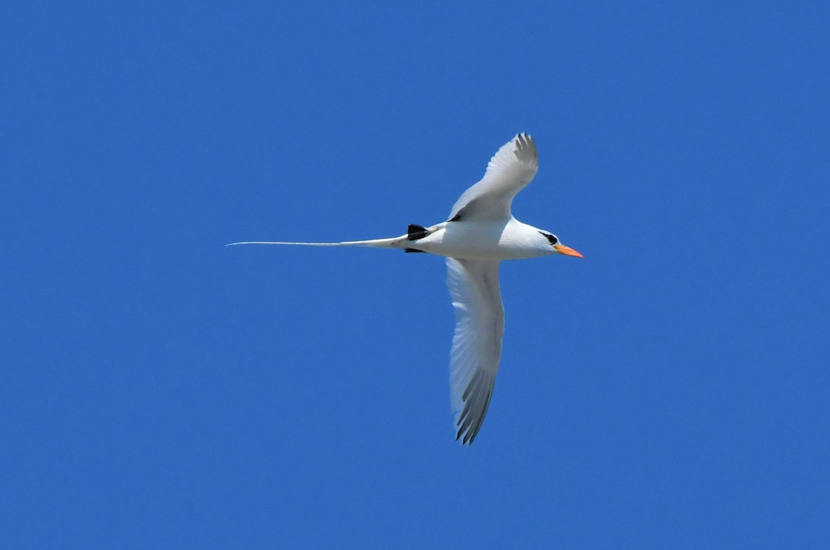White-tailed Tropicbird - ML595847781