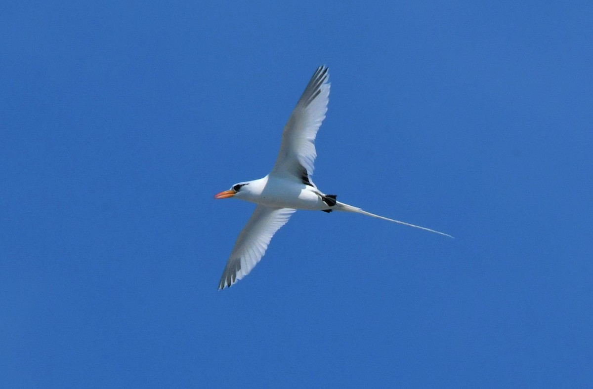 White-tailed Tropicbird - ML595847811