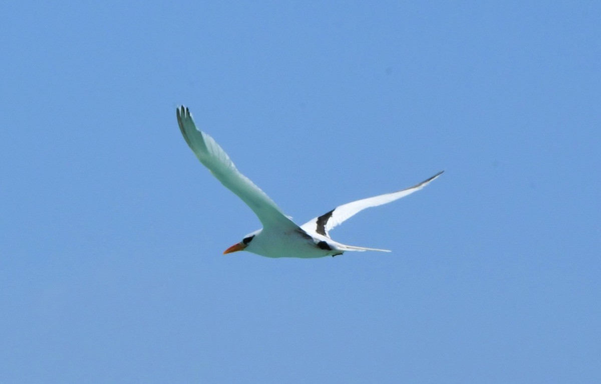 White-tailed Tropicbird - ML595848131