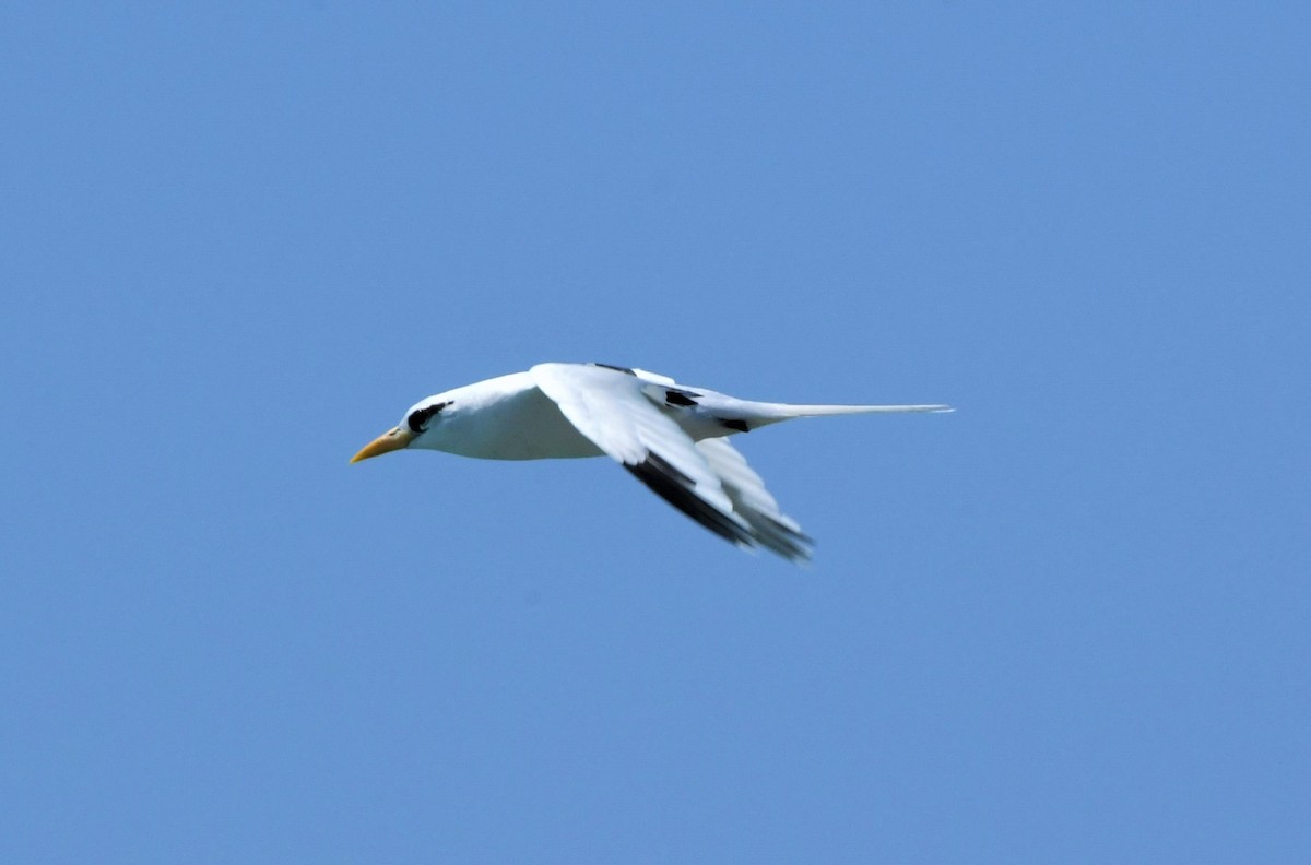White-tailed Tropicbird - ML595848281