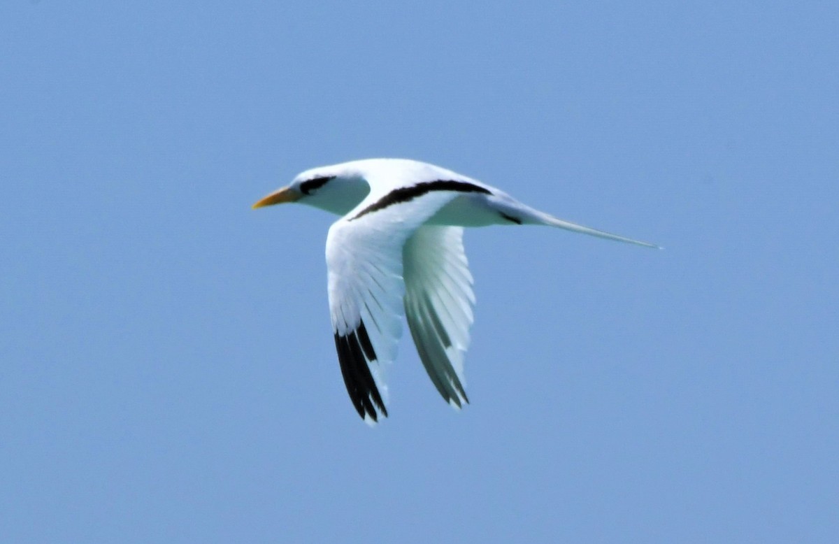 White-tailed Tropicbird - ML595848411