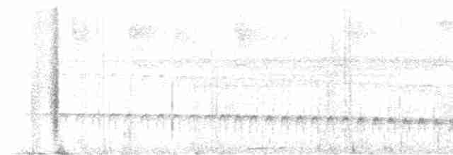Weißstirn-Ameisenschnäpper - ML595848791