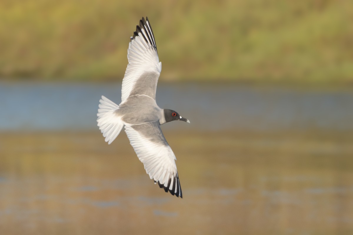 Swallow-tailed Gull - ML595853551