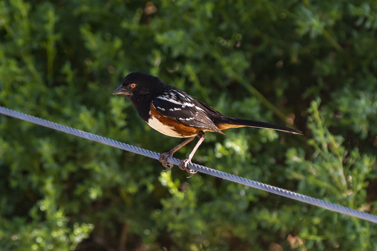 Spotted Towhee - ML595853801