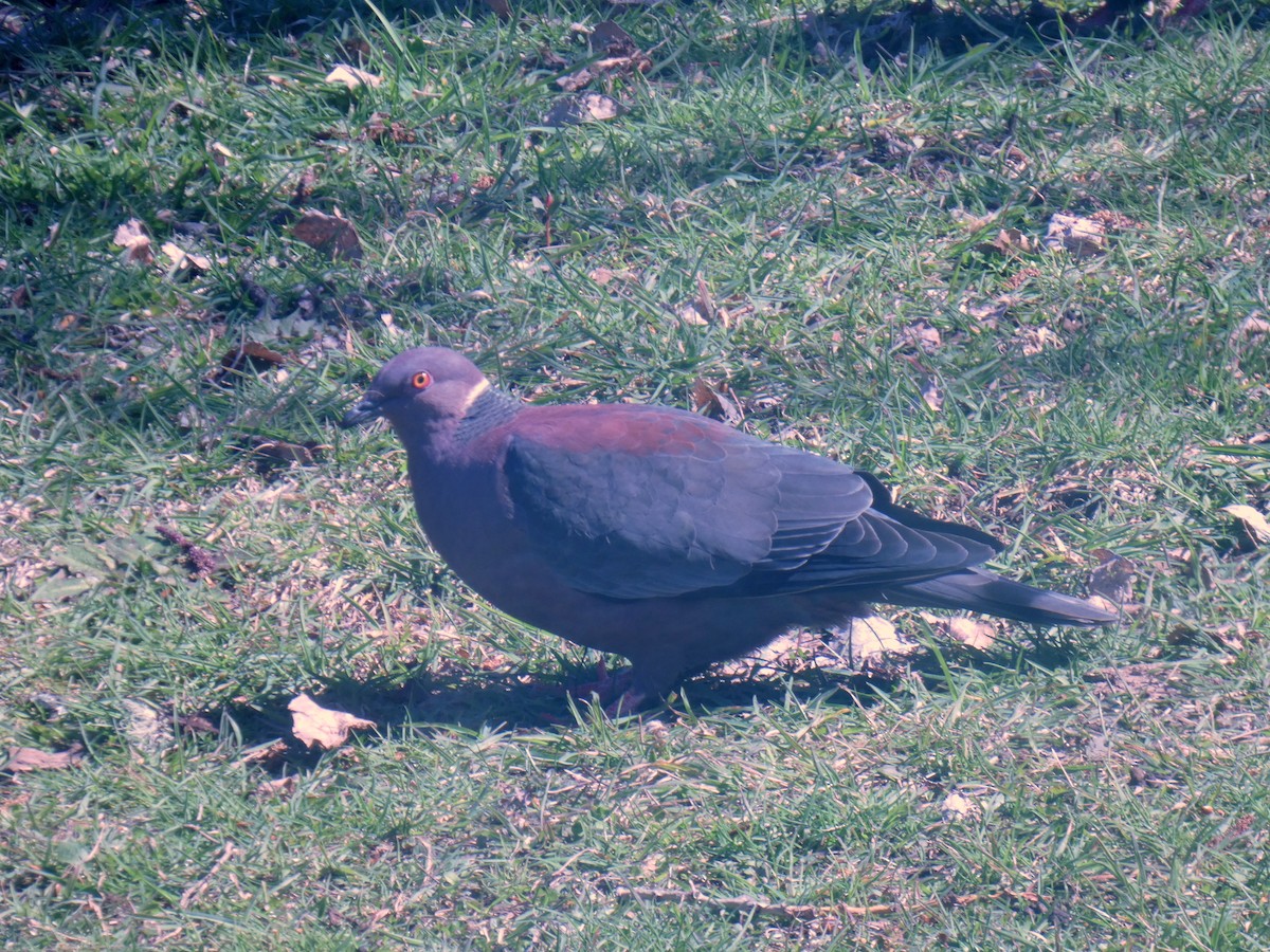 Chilean Pigeon - ML595854761