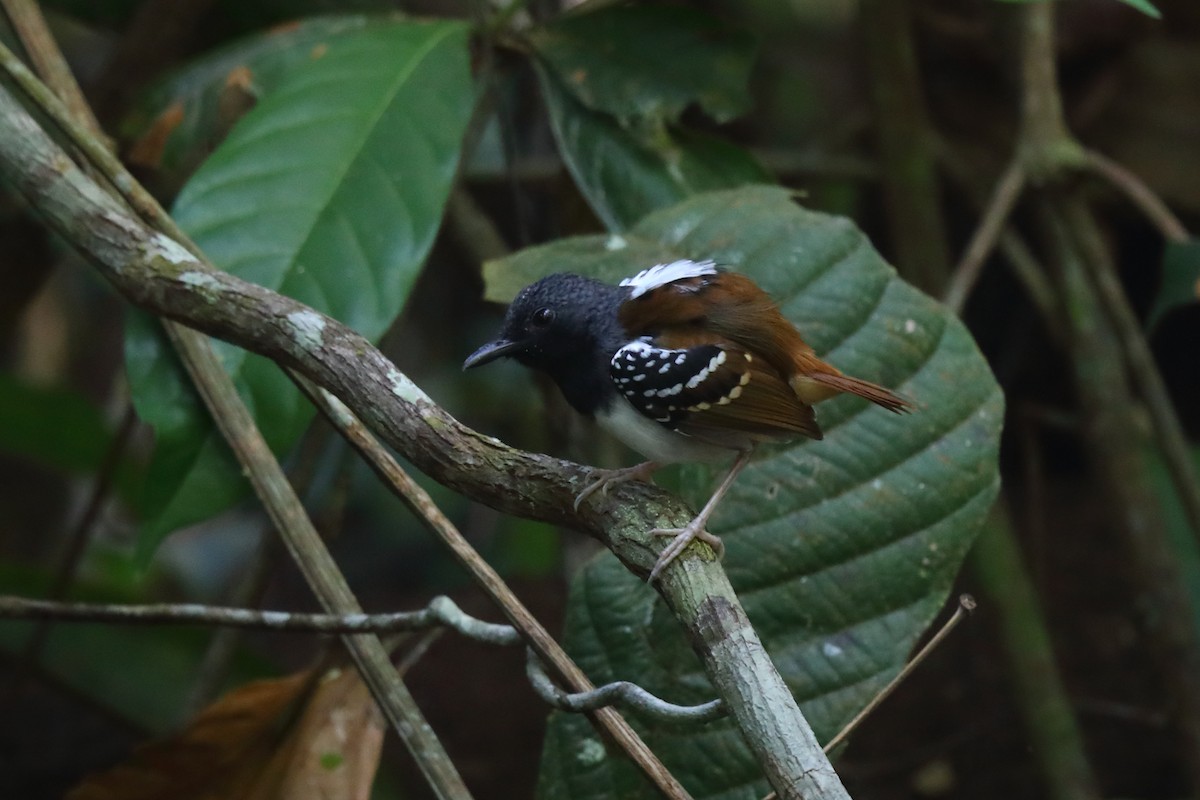 Chestnut-tailed Antbird - Josef Widmer