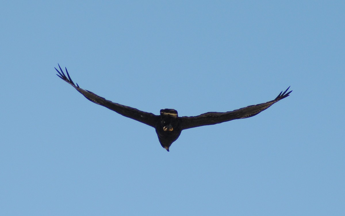 Zone-tailed Hawk - ML595856031