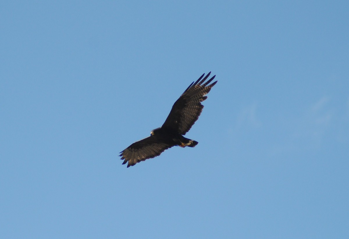 Zone-tailed Hawk - ML595856201
