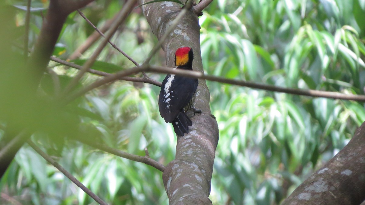 Beautiful Woodpecker - Jhan C. Carrillo-Restrepo