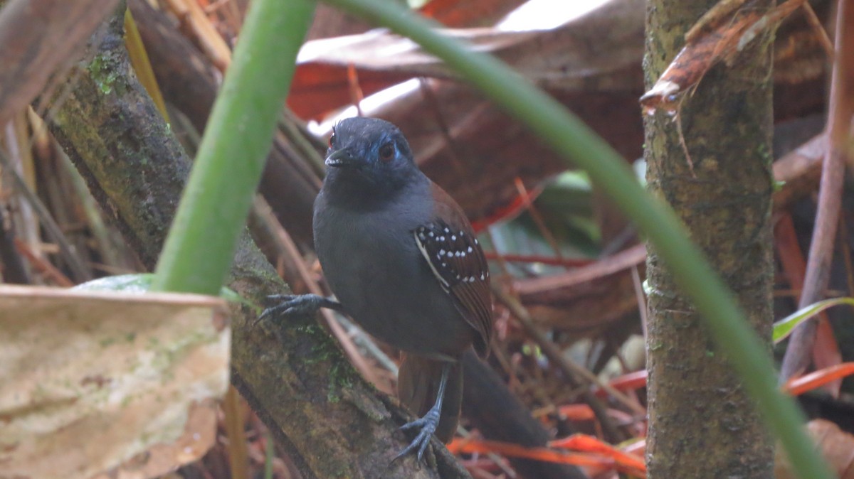 Chestnut-backed Antbird (Short-tailed) - ML595856701