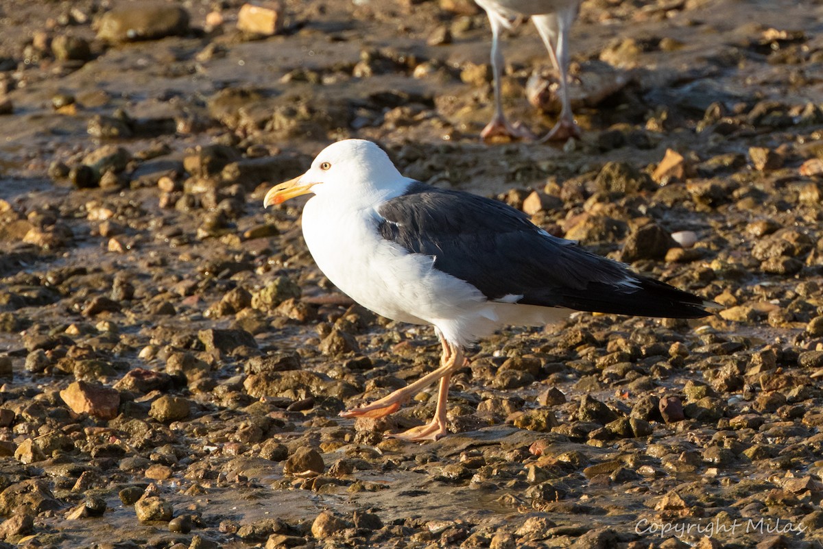Lesser Black-backed Gull - Milas Santos