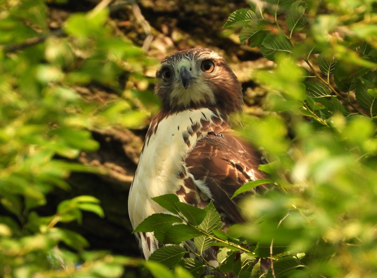 Red-tailed Hawk - ML595865101