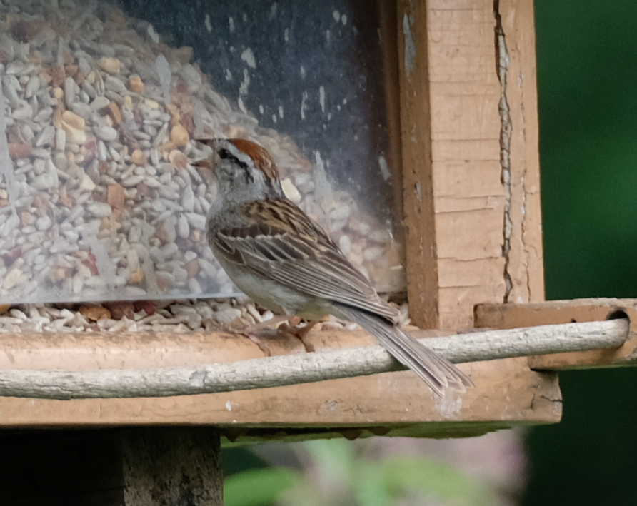 Chipping Sparrow - ML595865531