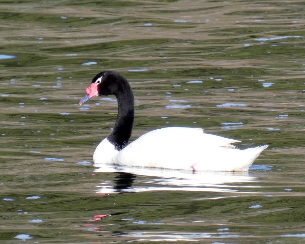 Black-necked Swan - ML595866911
